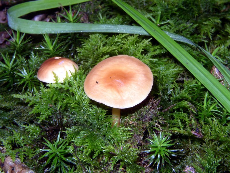 2011 09 04 Sortie Myco Croix Pater 05